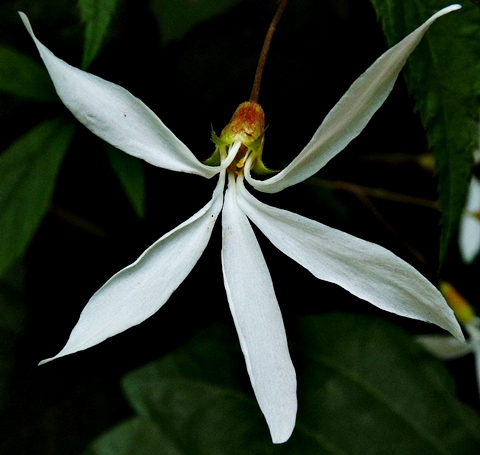 {Gillenia trifoliata}